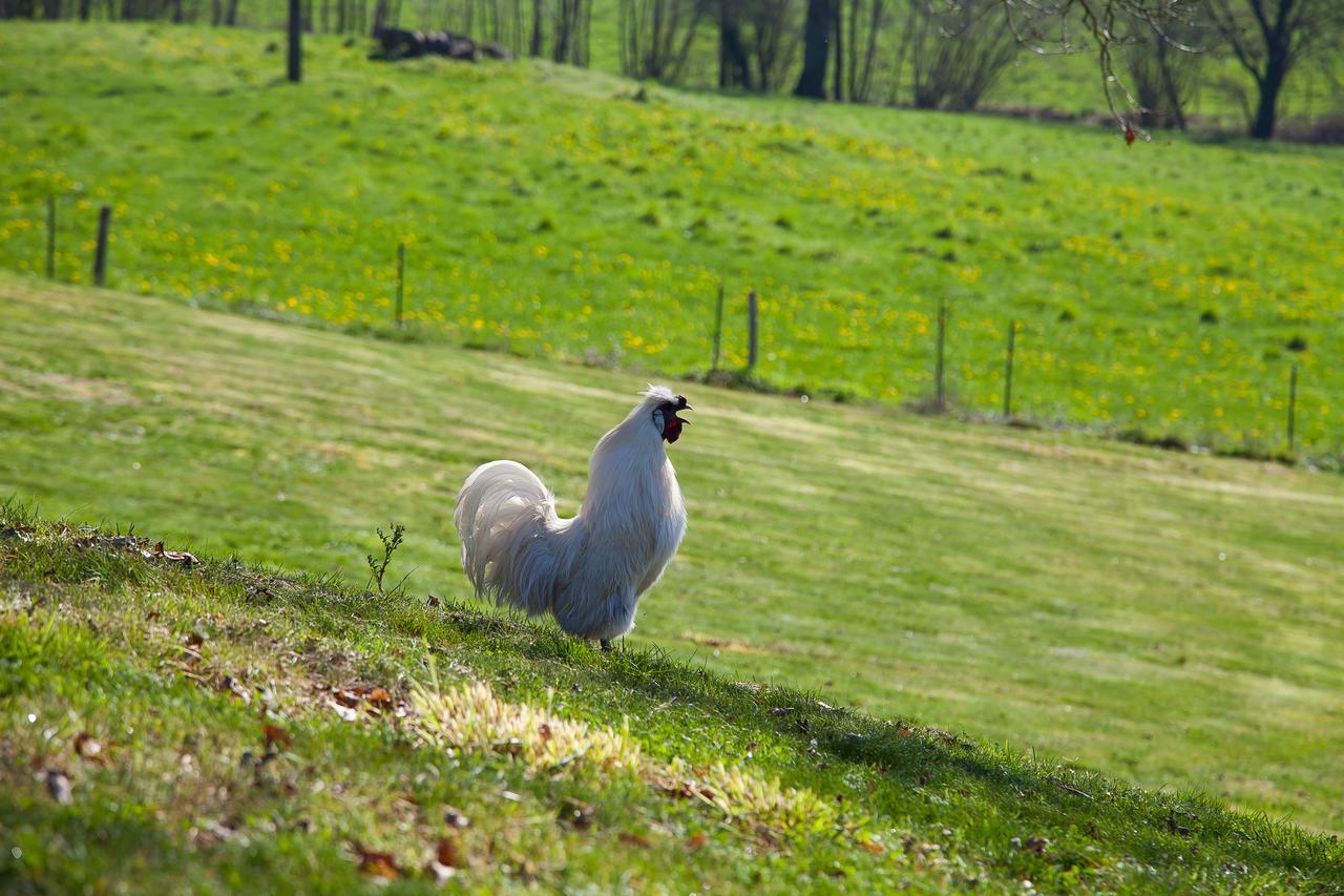 Le Mas Des Roches Proche Puy Du Fou Bed & Breakfast Saint-Paul-en-Pareds Екстериор снимка